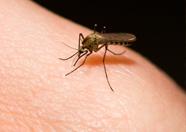 Anti-Malaria
