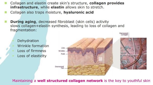 Collagen network