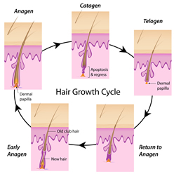 Hair growth cycle