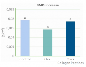 BMD Increase