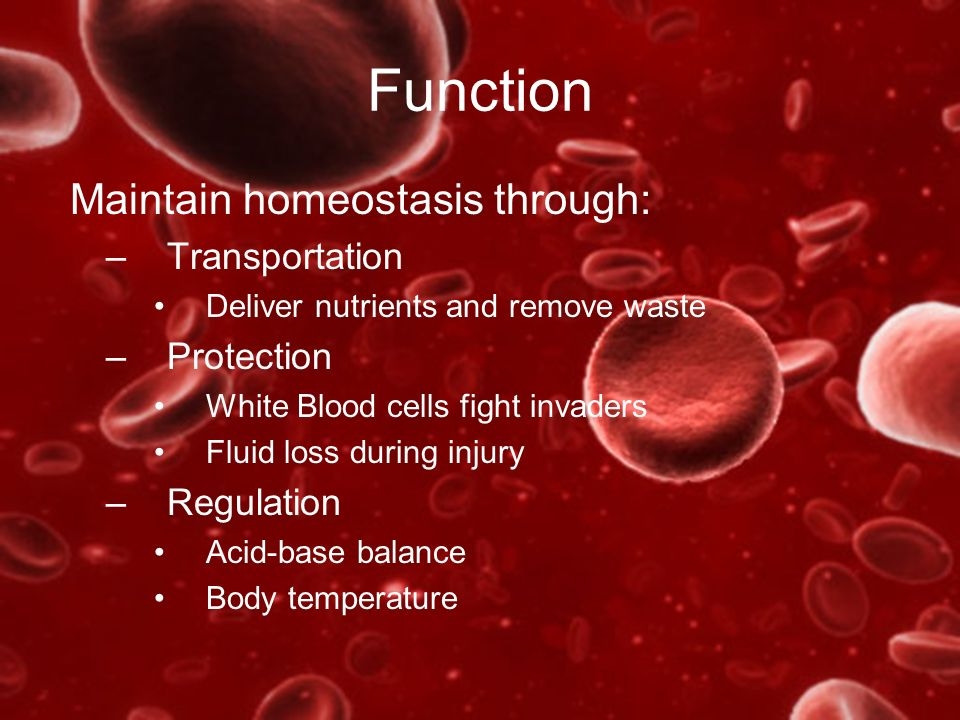 cardiovascular system functions